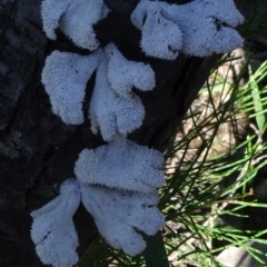 Unidentified Furry, white or greyish upper surface at Bundanoon, NSW - 15 Mar 2021 by JanetRussell