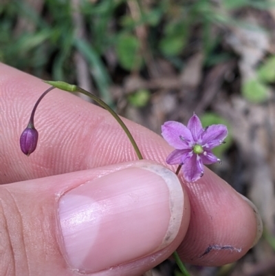 Arthropodium minus (Small Vanilla Lily) at Coppabella, NSW - 1 Dec 2021 by Darcy