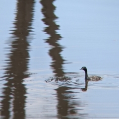 Tachybaptus novaehollandiae (Australasian Grebe) at Coppabella, NSW - 1 Dec 2021 by Darcy