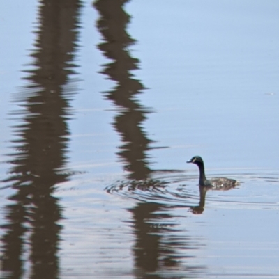 Tachybaptus novaehollandiae (Australasian Grebe) at Coppabella, NSW - 1 Dec 2021 by Darcy