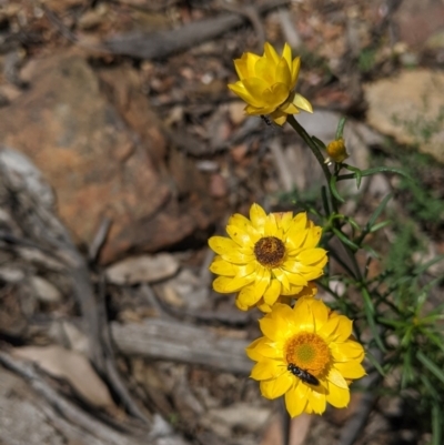 Xerochrysum viscosum (Sticky Everlasting) at Coppabella, NSW - 1 Dec 2021 by Darcy