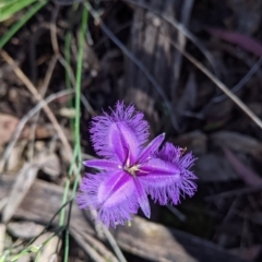 Thysanotus tuberosus (Common Fringe-lily) at Carabost, NSW - 2 Dec 2021 by Darcy