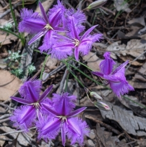 Thysanotus tuberosus at Rosewood, NSW - 2 Dec 2021