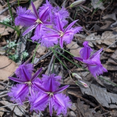 Thysanotus tuberosus (Common Fringe-lily) at Rosewood, NSW - 2 Dec 2021 by Darcy