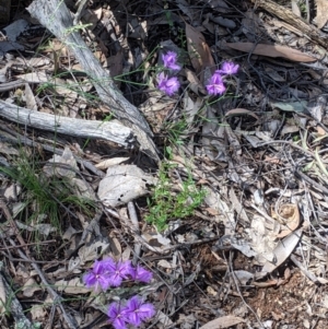 Thysanotus tuberosus at Rosewood, NSW - 2 Dec 2021