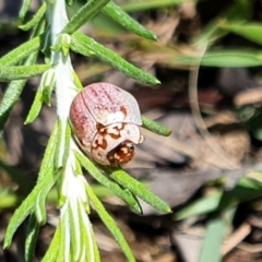 Paropsisterna m-fuscum (Eucalyptus Leaf Beetle) at Rugosa - 30 Nov 2021 by SenexRugosus