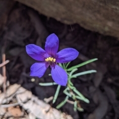 Cheiranthera linearis (Finger Flower) at Rosewood, NSW - 2 Dec 2021 by Darcy