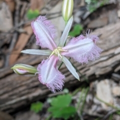 Thysanotus tuberosus (Common Fringe-lily) at Rosewood, NSW - 2 Dec 2021 by Darcy