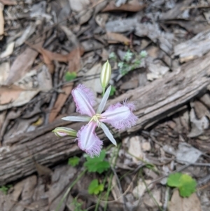 Thysanotus tuberosus at Rosewood, NSW - 2 Dec 2021