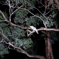 Podargus strigoides (Tawny Frogmouth) at Yass River, NSW - 26 Nov 2021 by SenexRugosus