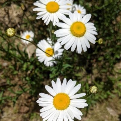 Brachyscome diversifolia var. dissecta (Tall Daisy) at Rosewood, NSW - 2 Dec 2021 by Darcy