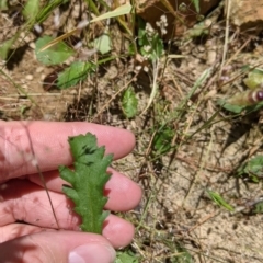 Brachyscome diversifolia var. dissecta at Rosewood, NSW - 2 Dec 2021