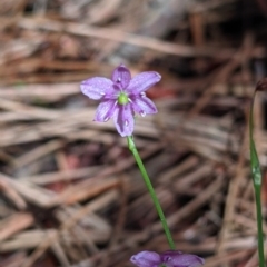 Arthropodium minus at Coppabella, NSW - 3 Dec 2021