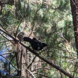 Corcorax melanorhamphos at Coppabella, NSW - 3 Dec 2021