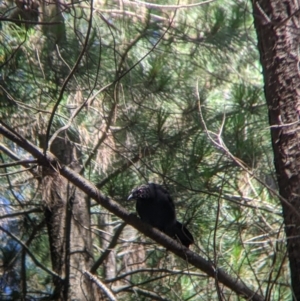 Corcorax melanorhamphos at Coppabella, NSW - 3 Dec 2021