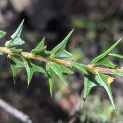 Acacia gunnii (Ploughshare Wattle) at Coppabella, NSW - 3 Dec 2021 by Darcy