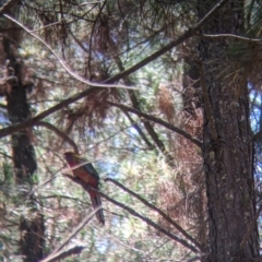 Platycercus elegans (Crimson Rosella) at Coppabella, NSW - 3 Dec 2021 by Darcy