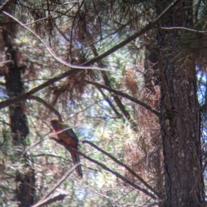 Platycercus elegans at Coppabella, NSW - 3 Dec 2021