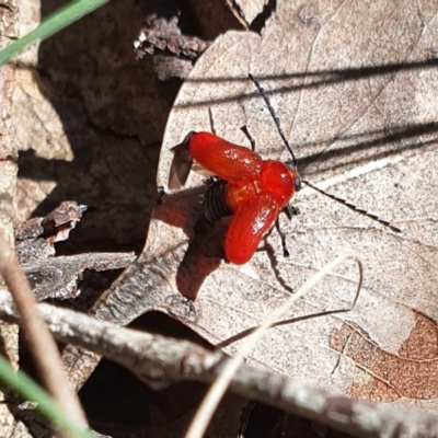 Aporocera (Aporocera) haematodes (A case bearing leaf beetle) at Yass River, NSW - 16 Nov 2021 by SenexRugosus