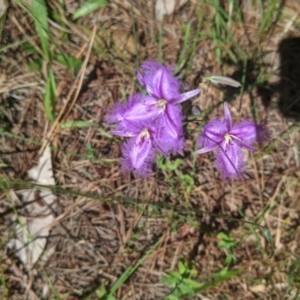 Thysanotus tuberosus at Coppabella, NSW - 3 Dec 2021