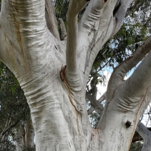 Eucalyptus rossii at Murrumbateman, NSW - 3 Dec 2021 06:06 PM