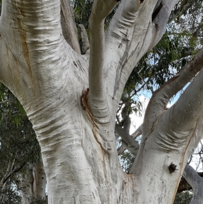 Eucalyptus rossii (Inland Scribbly Gum) at Murrumbateman, NSW - 3 Dec 2021 by SimoneC