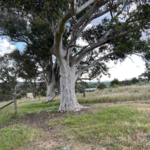 Eucalyptus rossii at Murrumbateman, NSW - 3 Dec 2021 06:06 PM