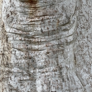 Eucalyptus rossii at Murrumbateman, NSW - 3 Dec 2021 06:06 PM