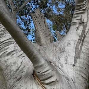 Eucalyptus rossii at Murrumbateman, NSW - 3 Dec 2021 06:06 PM