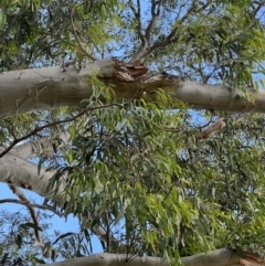 Eucalyptus rossii at Murrumbateman, NSW - 3 Dec 2021 06:06 PM