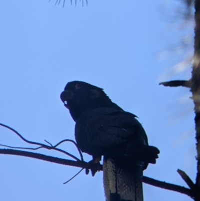 Zanda funerea (Yellow-tailed Black-Cockatoo) at Coppabella, NSW - 3 Dec 2021 by Darcy