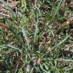 Isotoma axillaris at Coppabella, NSW - 3 Dec 2021