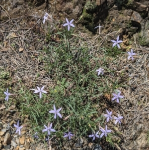 Isotoma axillaris at Coppabella, NSW - 3 Dec 2021