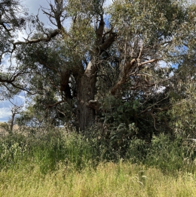 Eucalyptus macrorhyncha (Red Stringybark) at Murrumbateman, NSW - 3 Dec 2021 by SimoneC