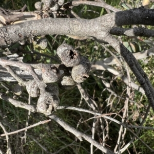 Eucalyptus macrorhyncha at Murrumbateman, NSW - 3 Dec 2021