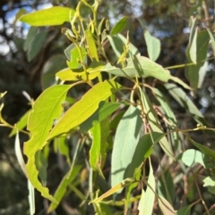 Eucalyptus macrorhyncha at Murrumbateman, NSW - 3 Dec 2021