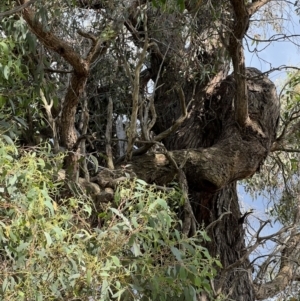 Eucalyptus macrorhyncha at Murrumbateman, NSW - 3 Dec 2021