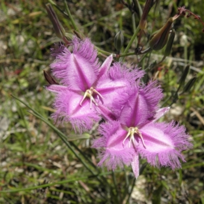 Thysanotus tuberosus subsp. tuberosus (Common Fringe-lily) at Kambah, ACT - 3 Dec 2021 by MatthewFrawley