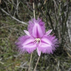 Thysanotus tuberosus subsp. tuberosus at Kambah, ACT - 3 Dec 2021