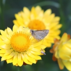 Ocybadistes walkeri (Green Grass-dart) at Cook, ACT - 3 Dec 2021 by Tammy