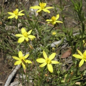 Tricoryne elatior at Kambah, ACT - 3 Dec 2021