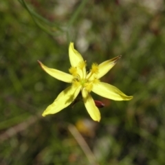 Tricoryne elatior at Kambah, ACT - 3 Dec 2021