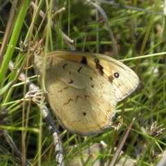Heteronympha merope (Common Brown Butterfly) at Kambah, ACT - 3 Dec 2021 by MatthewFrawley