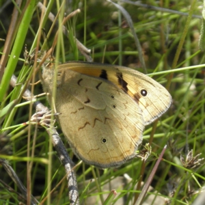 Heteronympha merope at Kambah, ACT - 3 Dec 2021