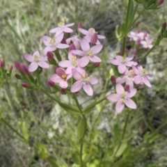 Centaurium erythraea (Common Centaury) at Kambah, ACT - 3 Dec 2021 by MatthewFrawley