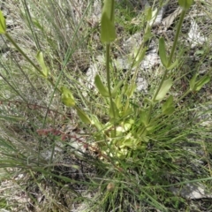 Centaurium erythraea at Kambah, ACT - 3 Dec 2021