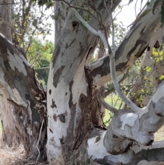 Eucalyptus blakelyi (Blakely's Red Gum) at Murrumbateman, NSW - 3 Dec 2021 by SimoneC