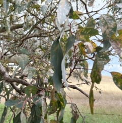 Eucalyptus blakelyi at Murrumbateman, NSW - 3 Dec 2021