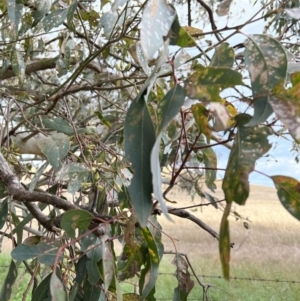 Eucalyptus blakelyi at Murrumbateman, NSW - 3 Dec 2021 05:56 PM