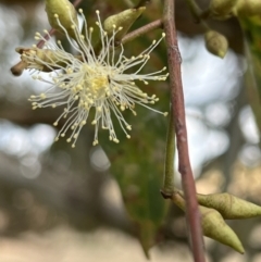 Eucalyptus blakelyi at Murrumbateman, NSW - 3 Dec 2021